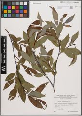 Foto von Salix daphnoides Vill.